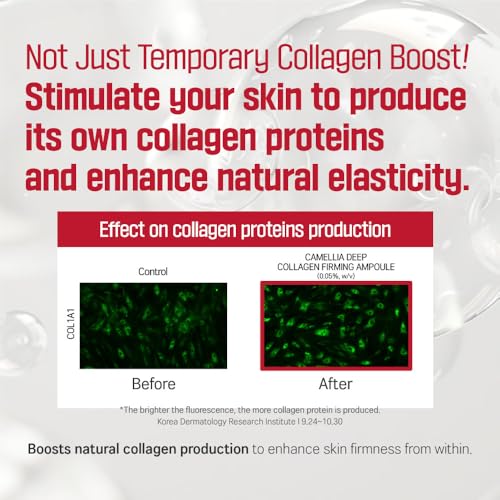 ROUND LAB Camellia Deep Collagen Firming Ampoule 1.01 Fl Oz, Hydrating and Elasticity-Enhancing Facial Serum with Multi Collagen for Smooth Fine Line and Firm Skin, Pore Tightening, Korean Skincare