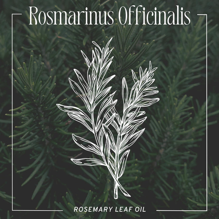 Captain Blankenship Mermaid Hair Oil, 1oz Bottle