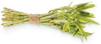 Human+Kind Body Scrub - Exfoliating, Hydrating Body Polish that Scrubs Away Dead Skin Cells - Clarifying Treatment for Soft, Smooth Skin with Bamboo Extract Beads - Vegan and Cruelty Free - 6.76 oz