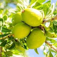 Arganmidas Instant Repairing Mask 100ml