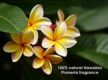 Kona Natural Body Care Bar Soap - by Kona