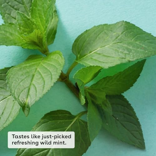 eos 100% Natural & Organic Lip Balm - Sweet Mint, All-Day Moisture, Dermatologist Recommended for Sensitive Skin Care, Lip Care Products, 0.25 oz