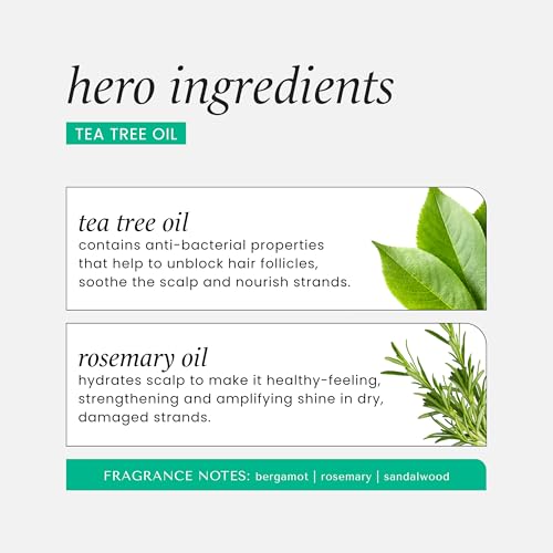 HASK TEA TREE OIL & ROSEMARY Invigorating Shampoo + Conditioner Set for All Hair Types, Color Safe, Gluten-Free, Sulfate-Free, Paraben-Free, Cruelty-Free - 1 Shampoo and 1 Conditioner