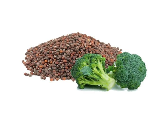 Broccoli Seed Oil - 8 oz Pure, Natural, Cold Pressed, Skin Rejuvenation, Seed Face Hair Body Refined Unscented Broccoli Carrier Oil - Hydrating, Moisturizing, Nourishing, Fair Trade