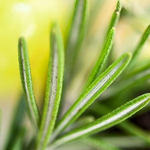 Red Flower Ocean Hydrating Hair Wash