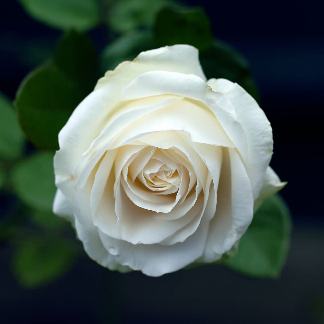 White Rose Water Hydrosol - Pure Natural Distilled Bulgarian Rosewater Vegan Bulk Hydrating Spray Mist Spritz Toner Face Hair Skin Pores Locs Dreads - Packaging May Vary (128 oz / 1 Gallon)