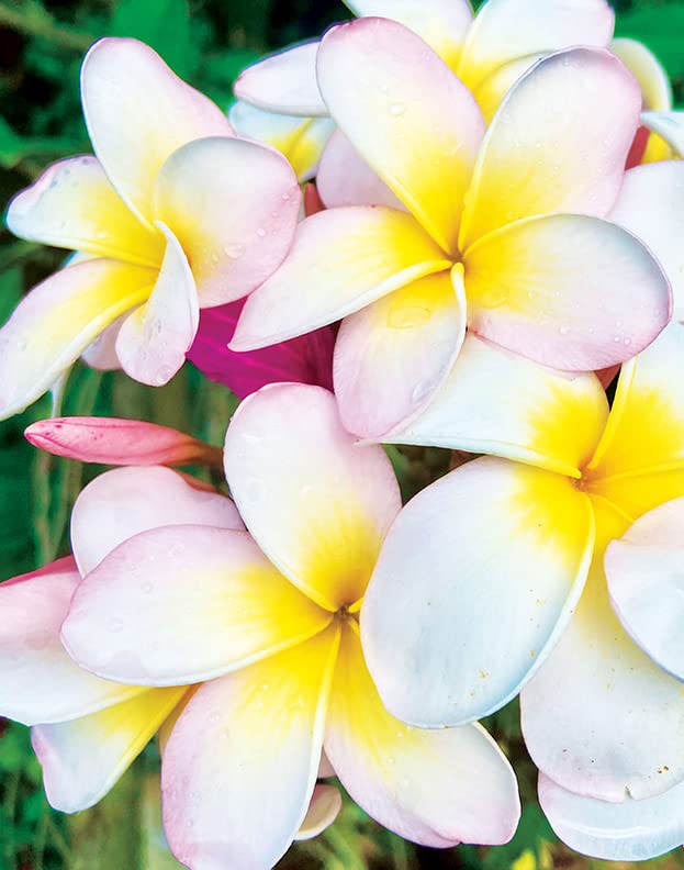 Island Soap & Candle Works Lotion, Plumeria Blossom, 8.5 Ounce