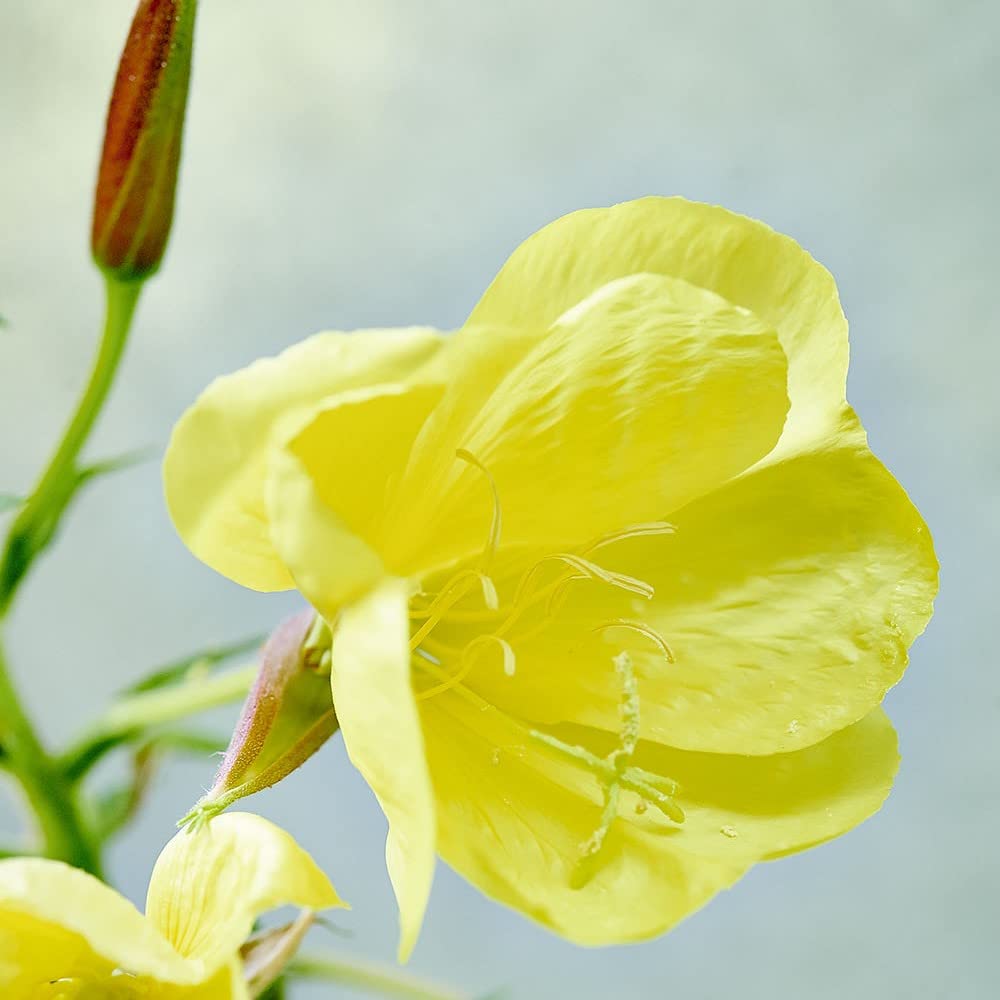 Evening Primrose Age Revitalizing Eye & Lip Cream, 0.34 oz by Weleda