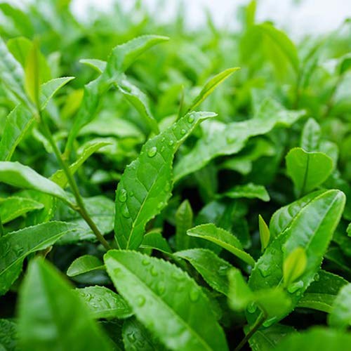 ECO Amenities Travel Size 0.75oz Conditioner (BULK 288 Pack) - 22ml Hotel Conditioner Supplies for Guests - Green Tea Scent Eco Conditioner with Twist Cap, Biodegradable Container