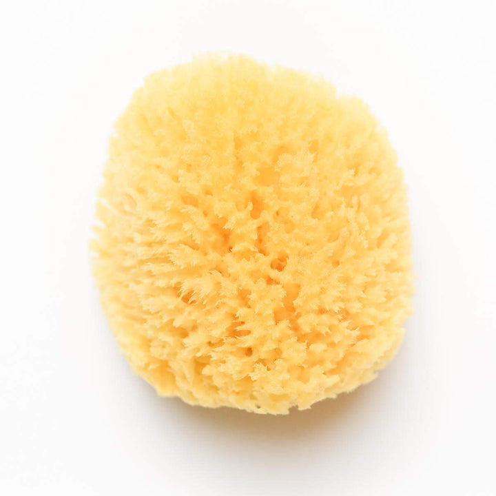 Kyte BABY Natural Sea Sponge Harvested from The Gulf of Mexico, 4 to 5 Inches