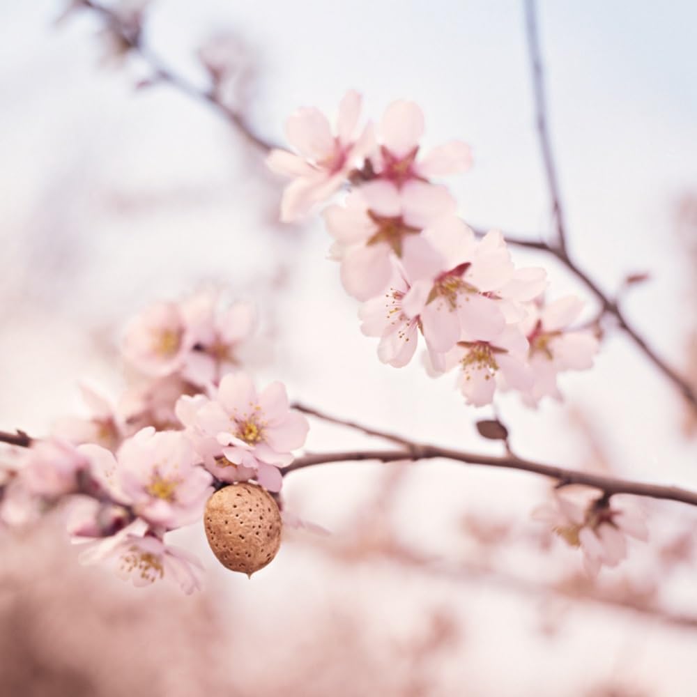 Weleda Sensitive Skin Facial Oil, 1.7-Fluid Ounce