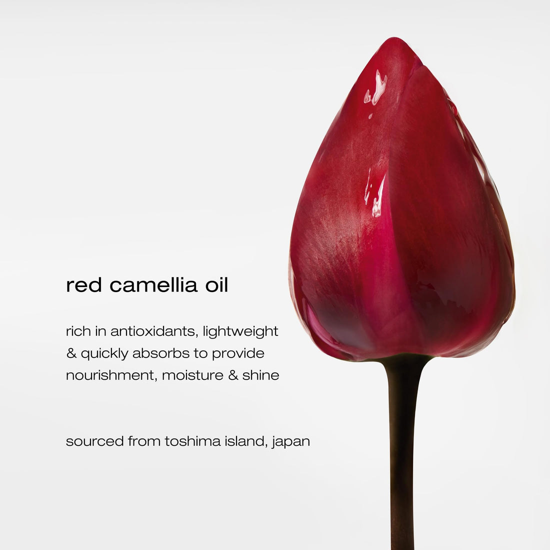 Shu Uemura Essence Absolue Pre-Shampoo & Nourishing Treatment Oil - Soothes Dry and Flaky Scalp, Leaves Scalp Moisturized and Balanced, Nourishes For Soft and Shiny Hair