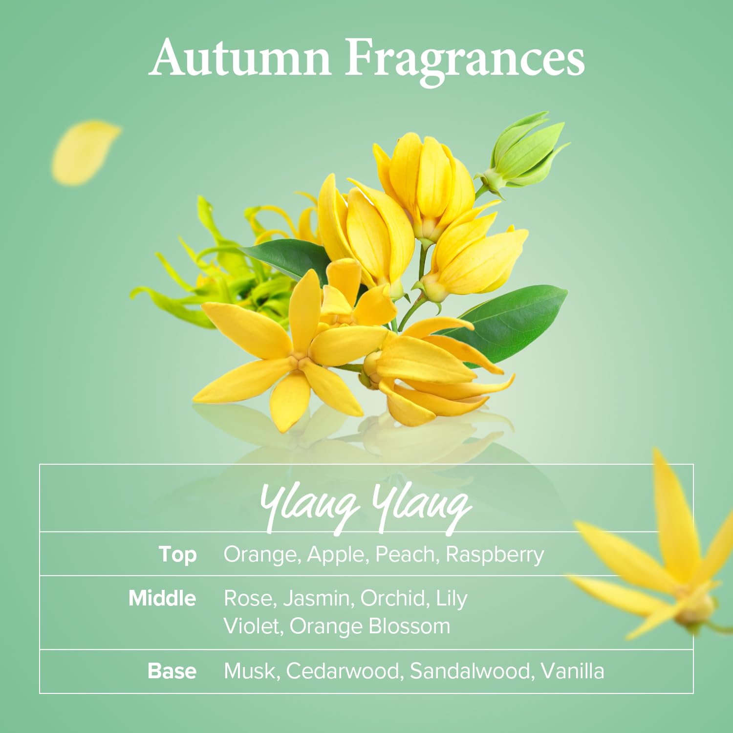 KUNDAL Honey & Macadamia Shampoo [Ylang Ylang] Korean Perfume Shampoo Damage Repair Strengthen, Nourish dry, with Honey, Argan Oil, Macadamia Oil, Free Paraben & Sulfate 10.14 fl oz