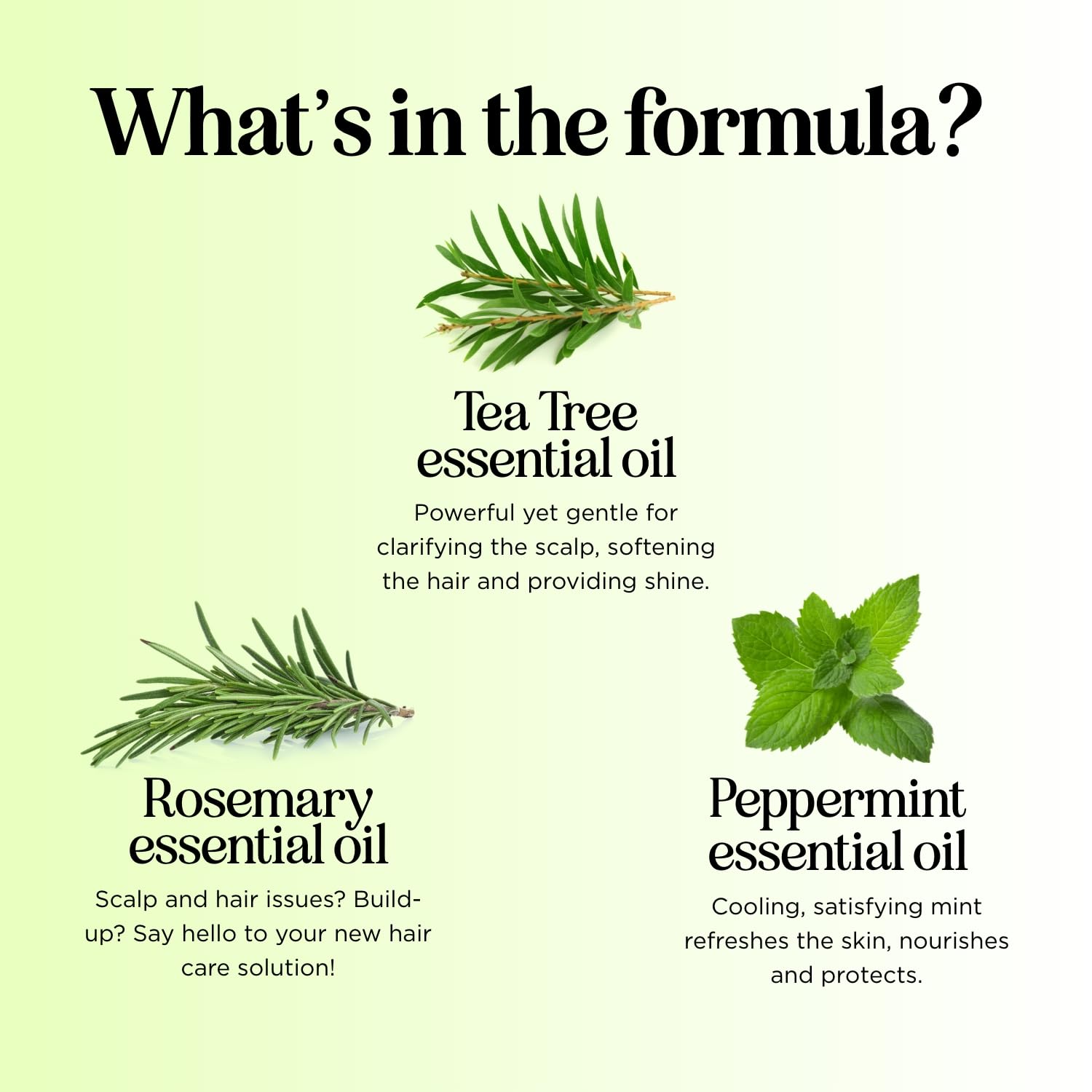 Dandruff Shampoo and Conditioner with Tea Tree Oil - Argan Oil Hair Growth Therapy - Lice Treatment for Kids - Hair Loss Products for Men Hair Loss Prevention for Women - With Lavender, Aloe & Menthol