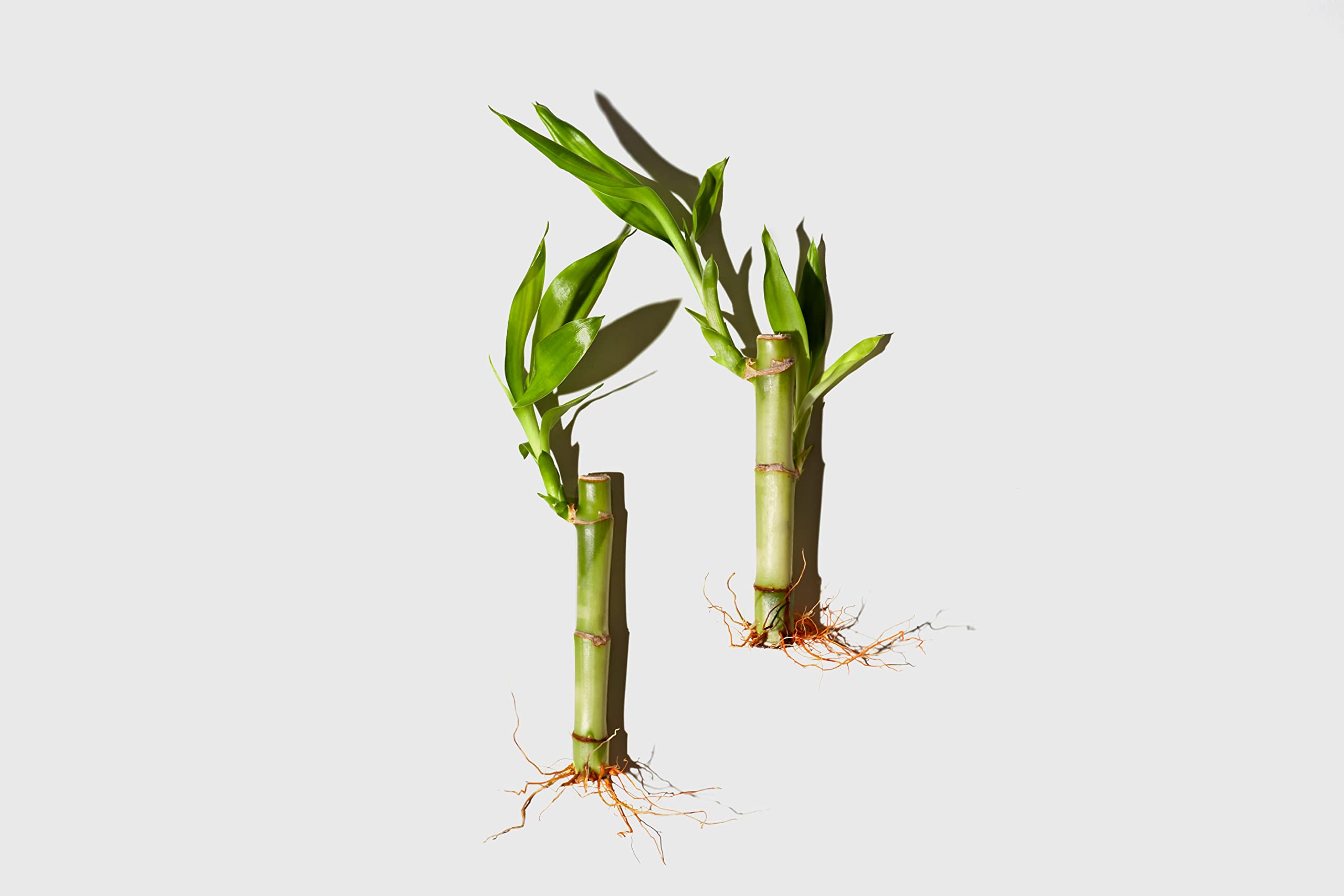 LATHER Bamboo Lemongrass Moisturizer 8 oz- a silky body lotion with a refreshing, invigorating aroma.