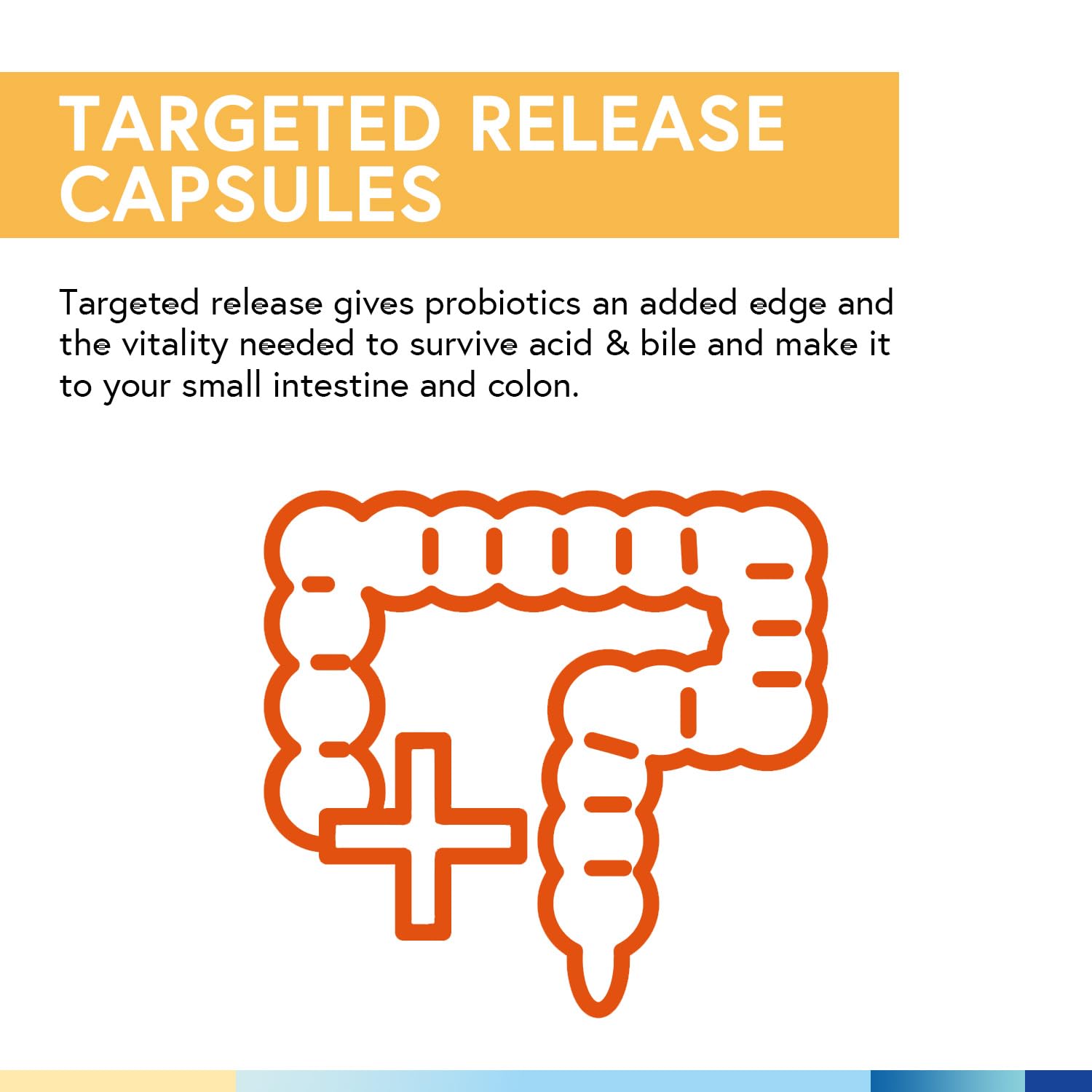 Terranics Probiotics 120 Billion with Prebiotics & Digestive Enzymes, 30 Tested Strains, Complete Digestion & Immune Support, Non-GMO, NO Soy, Dairy & Gluten, for Men and Women, 30 Veggie Capsules