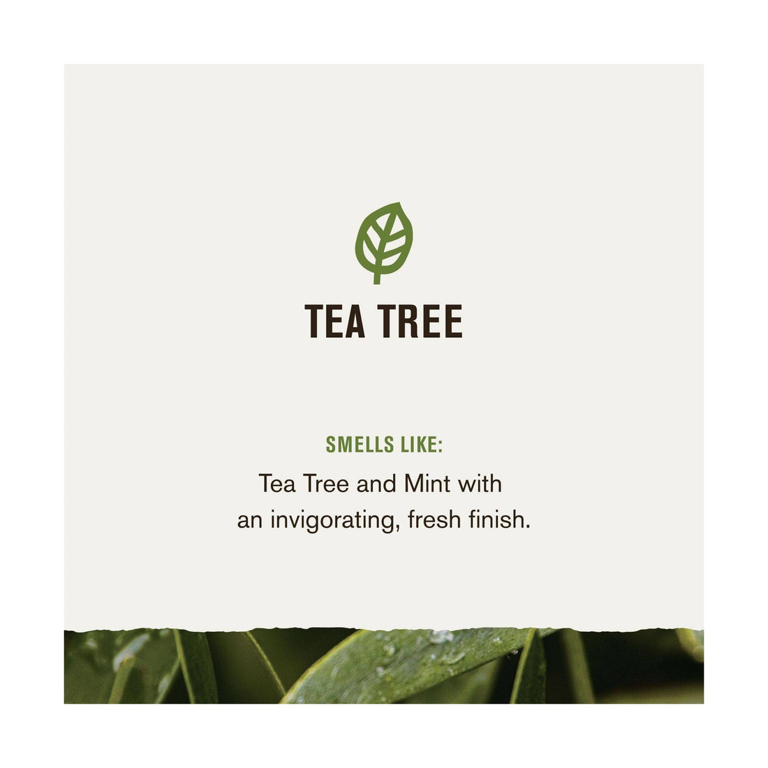 Every Man Jack 2 In 1 Shampoo Conditioner Tea Tree, Thickening, 13.5 Fl Oz (91307)