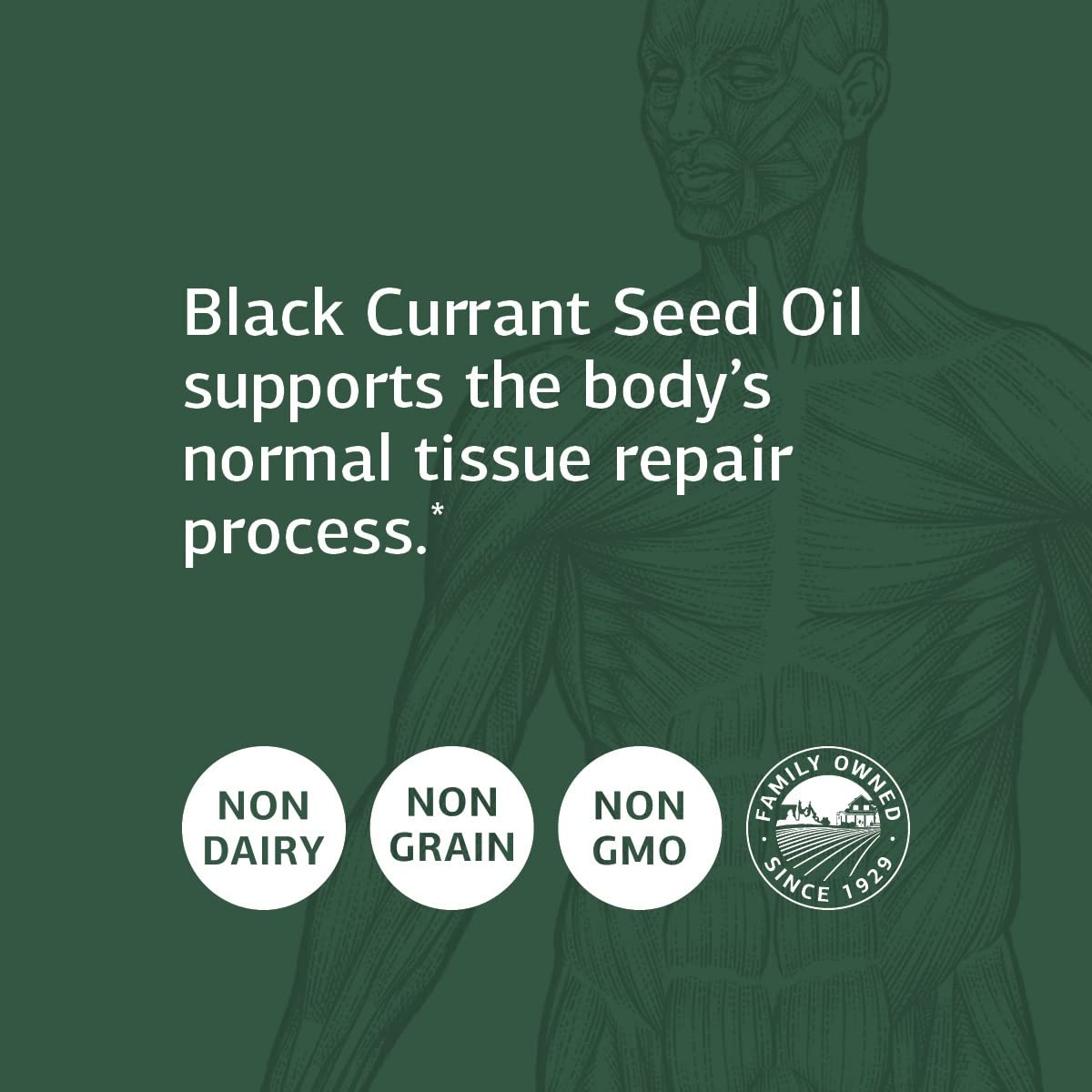 Standard Process Black Currant Seed Oil - Immune, Blood Flow & Tissue Repair Support with Whole-Food Based Blend of Black Currant Seed Oil & Gamma-Linoleic Acid - 60 Softgels