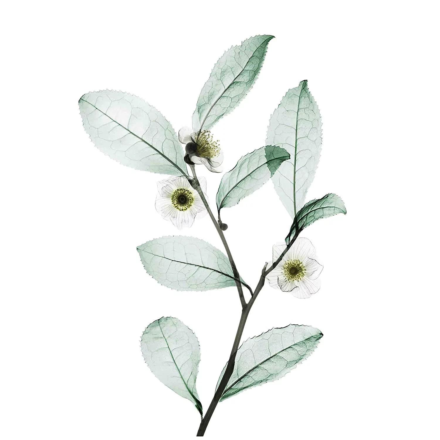 NEXXUS DIAMETRESS Volumizing Shampoo 13.50 oz ( Pack of 2)