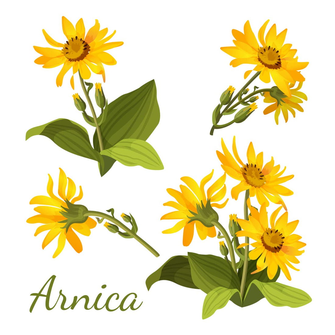 All-Natural Arnica Muscle Balm - Plant-Based Topical swelling and bruising Relief | Essential Oils & Menthol soothes and cools sore muscles, Hypoallergenic & Paraben-Free, Made in USA