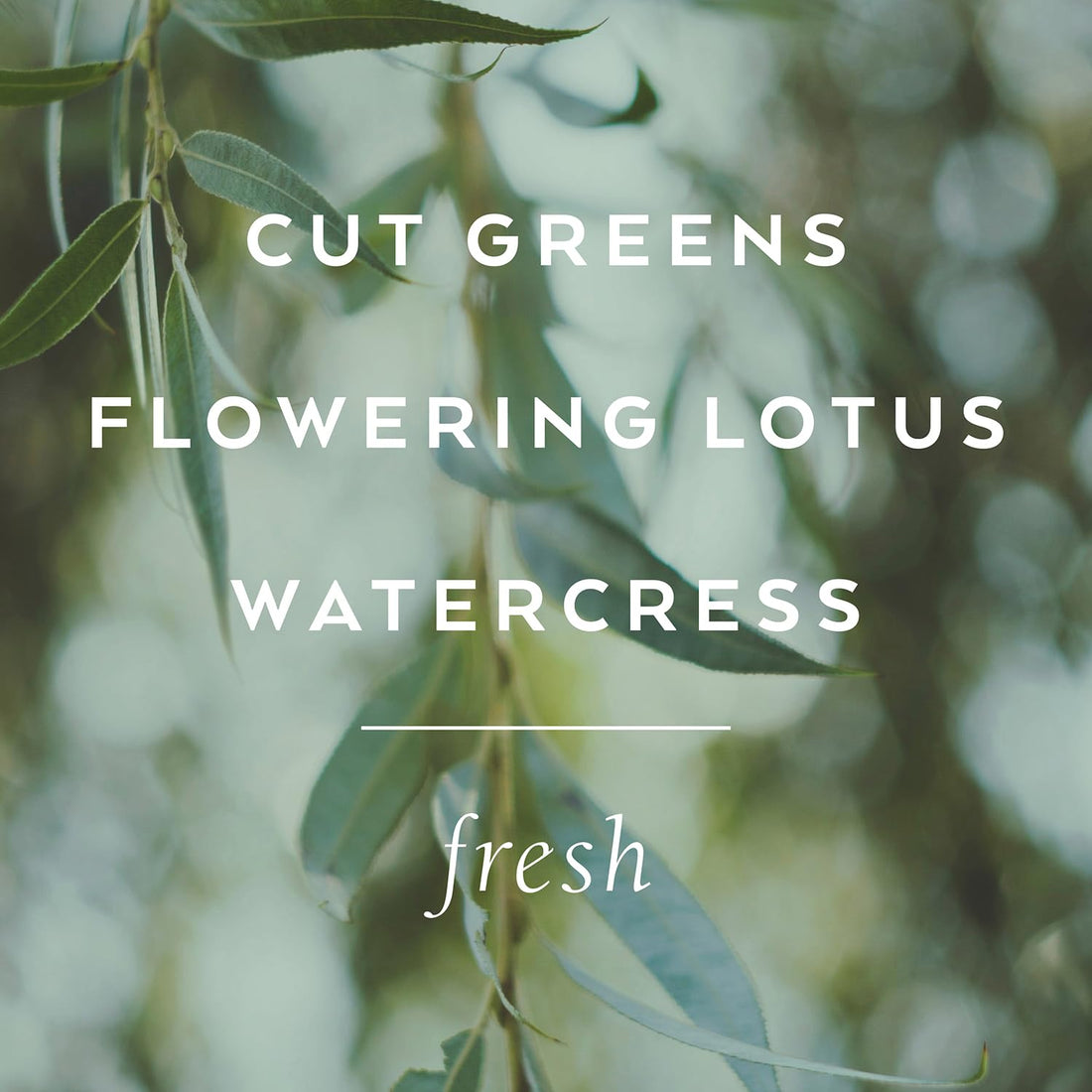 Library of Flowers Parfum Crema-Willow & Water