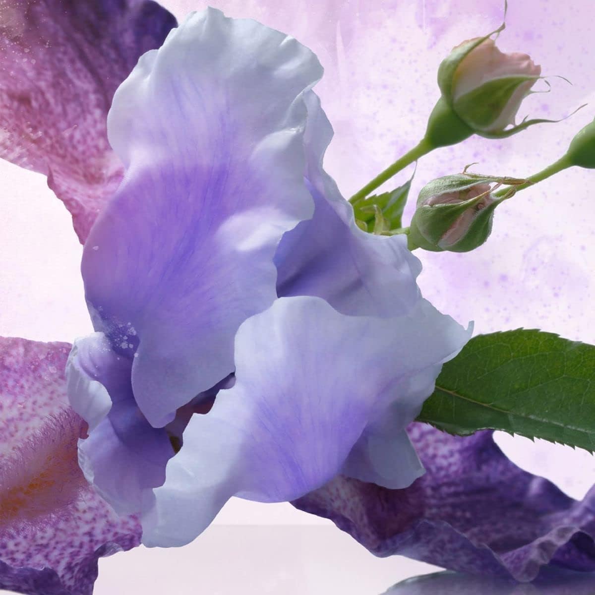 Bvlgari Omnia Amethyste, 65 Ml