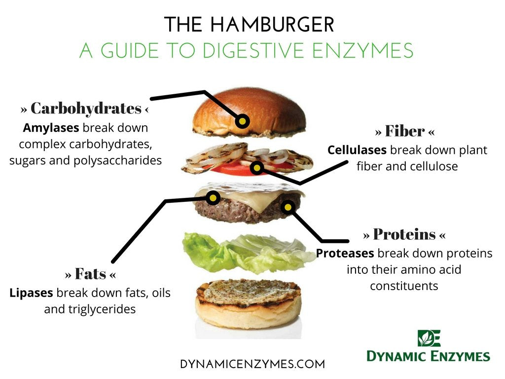 Eat E-Z Ultra Digestive Enzymes for Gut Health; Anti-Bloating; Digestive Enzyme for Immune Support | 45 Count