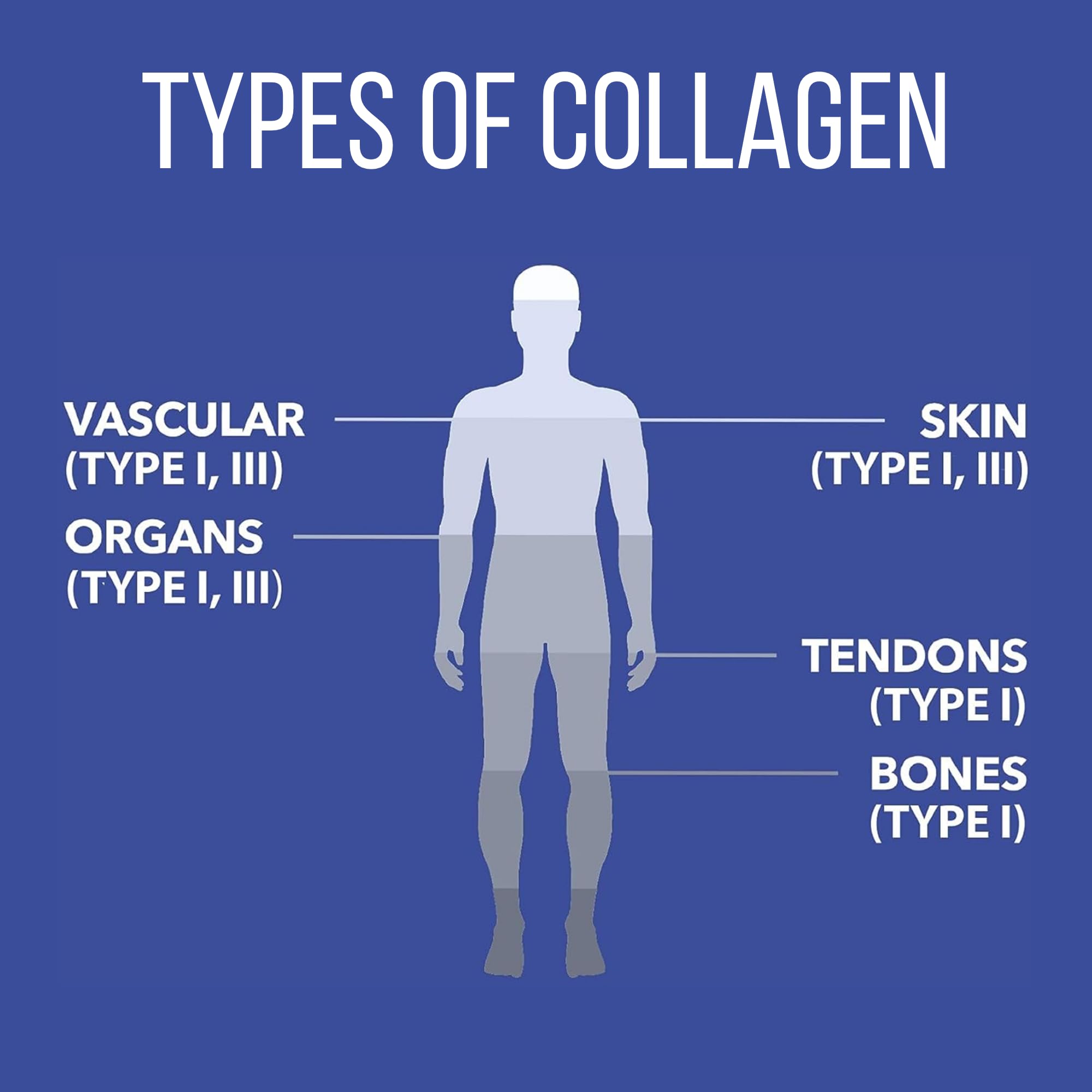 Natures Plus Marine Collagen Peptides, Unflavored - 0.54 lb - Hair, Skin, Nail & Joint Health, Immune System Support - Gluten Free, Non-GMO - 20 Servings