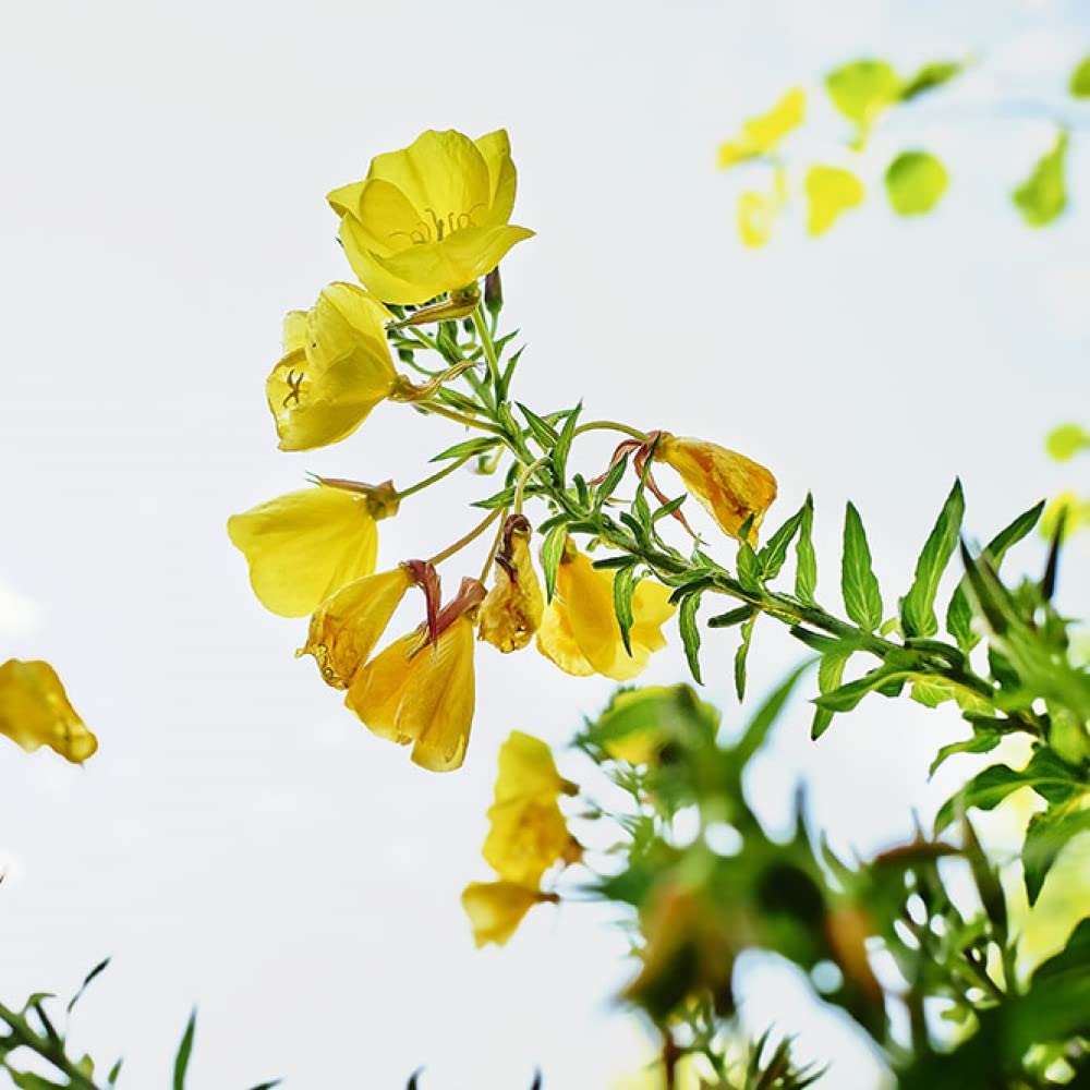 Evening Primrose Age Revitalizing Eye & Lip Cream, 0.34 oz by Weleda