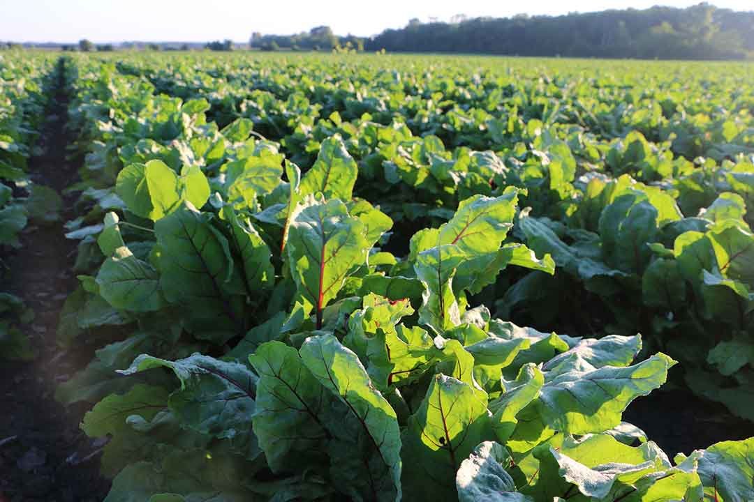 Standard Process Inc. Tuna Omega-3 Oil EPA and DHA - Whole Food Support, Brain Health and Brain Support, Eye Health, Skin Health and Hair Health with Tuna Oil - Gluten Free - 120 Softgels