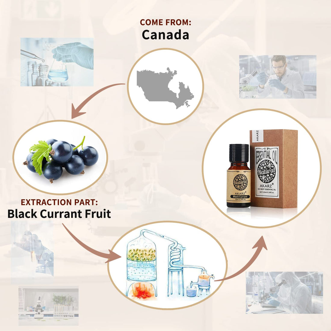 AKARZ Black Currant Essential Oil Natural Organic Pure Black Currant Oil for Skin Body Hair Care,Diffuser, Candle,Soap,Making, DIY,Massage Aroma 0.34 Fl Oz (10ml)