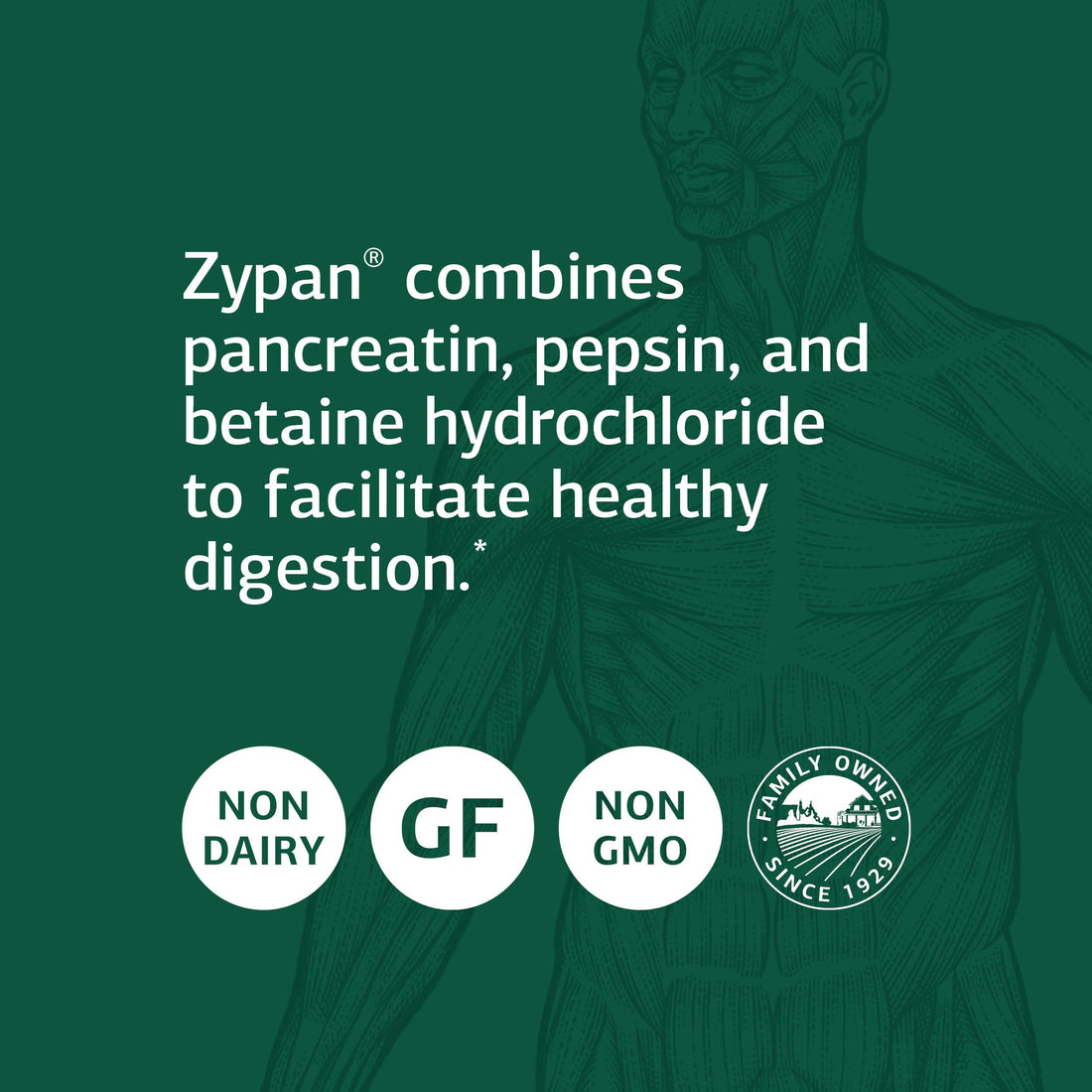 Standard Process Inc. Zypan - Digestive Health Support Supplement - HCI Supplement with Pancreatin, Betaine Hydrochloride & Pepsin - Support Macronutrient Digestion - 330 Tablets