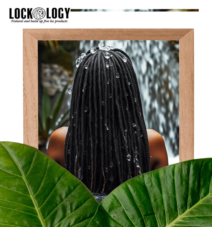Loc Shampoo, Ginger Mint Shampoo for Dreads and Locs, Dreadlock Hair Products by Lockology