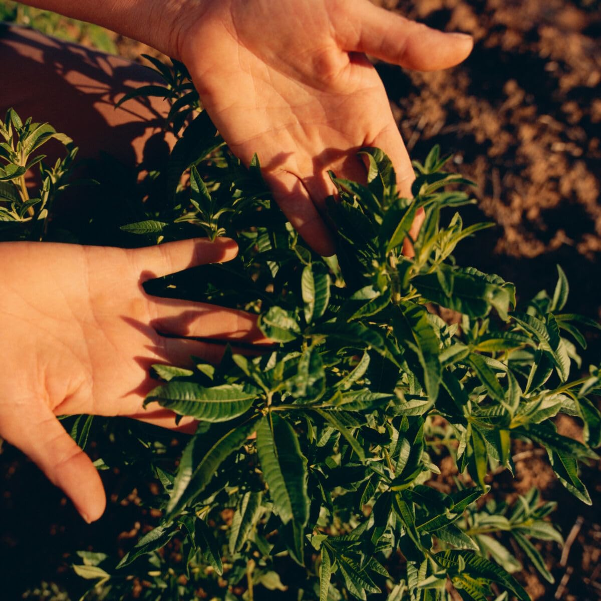 L'Occitane Citrus Verbena Roll-On Deodorant 1.60 fl. oz