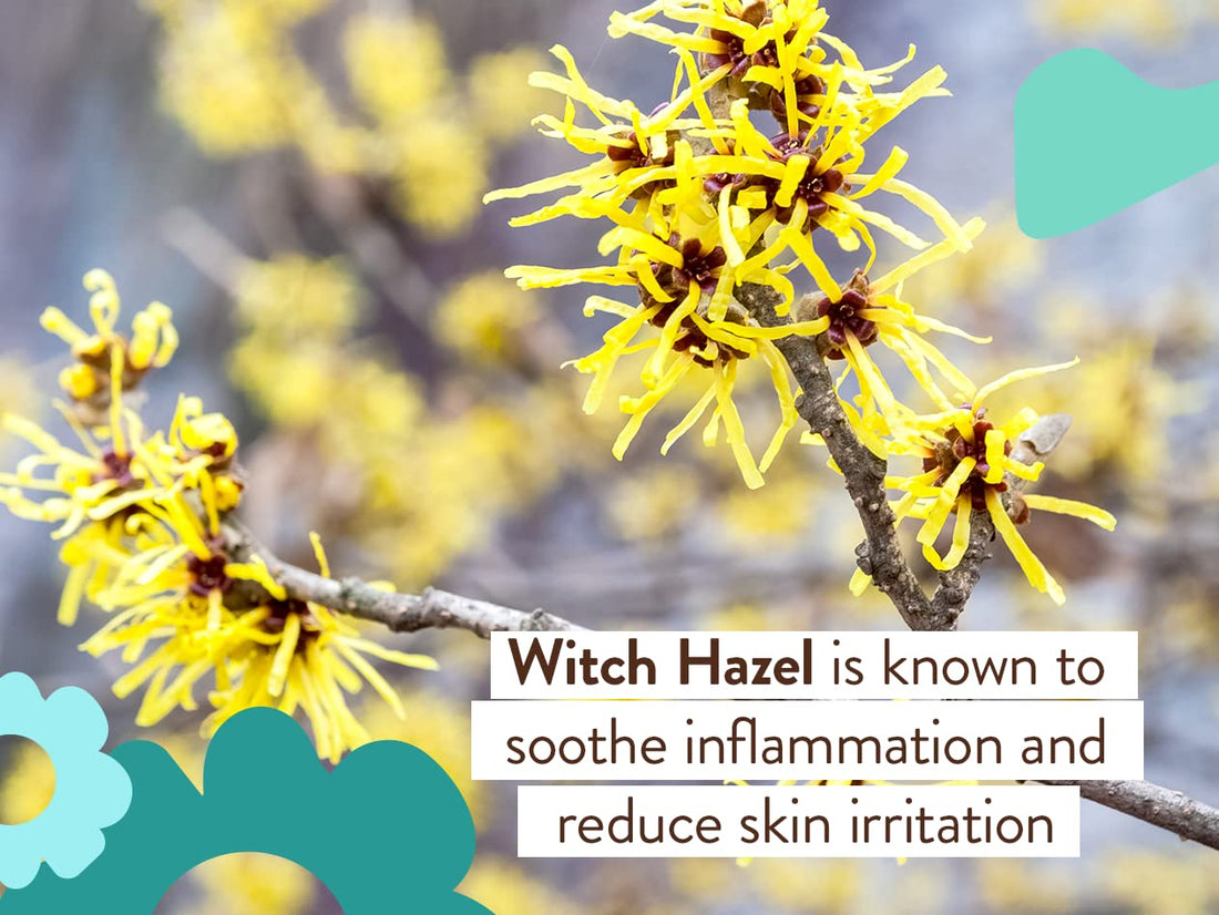 Babo Botanicals Eucalyptus Remedy Shampoo & Wash - Invigorating Eucalyptus & Rosemary Essential Oils -For all Ages - EWG Verified - Vegan - Cruelty Free