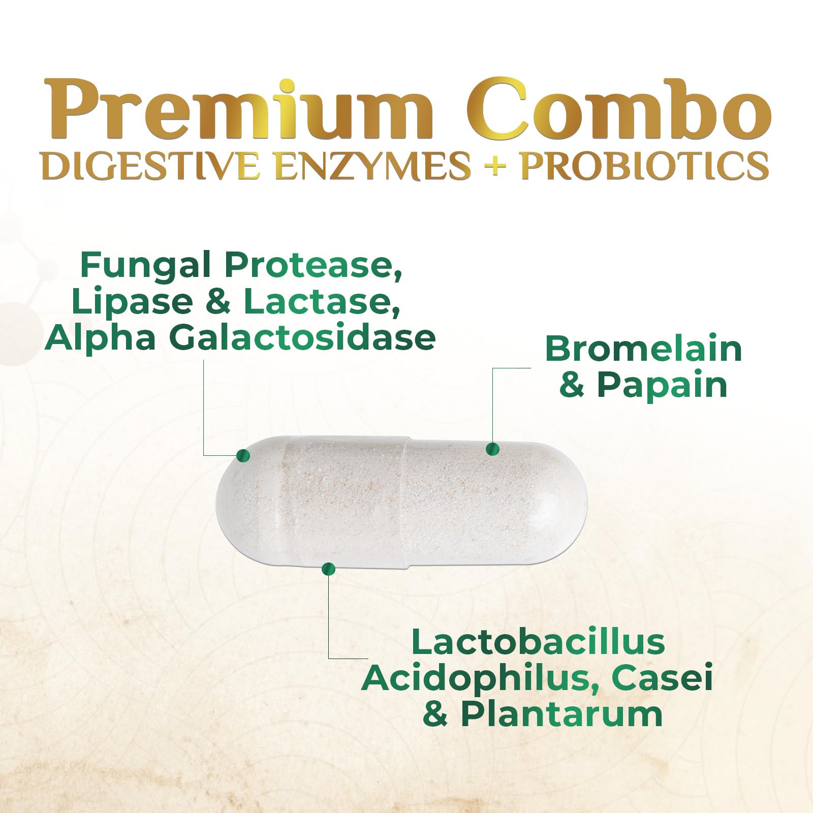 Digestive Enzymes with Probiotics - Probiotic Multi Enzymes with Probiotics and Prebiotics for Digestive Health and Bloating Relief for Women and Men, Daily Enzymes for Gut & Digestion - 60 Capsules