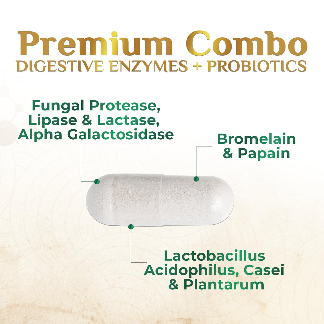 Digestive Enzymes with Probiotics - Probiotic Multi Enzymes with Probiotics and Prebiotics for Digestive Health and Bloating Relief for Women and Men, Daily Enzymes for Gut & Digestion - 60 Capsules