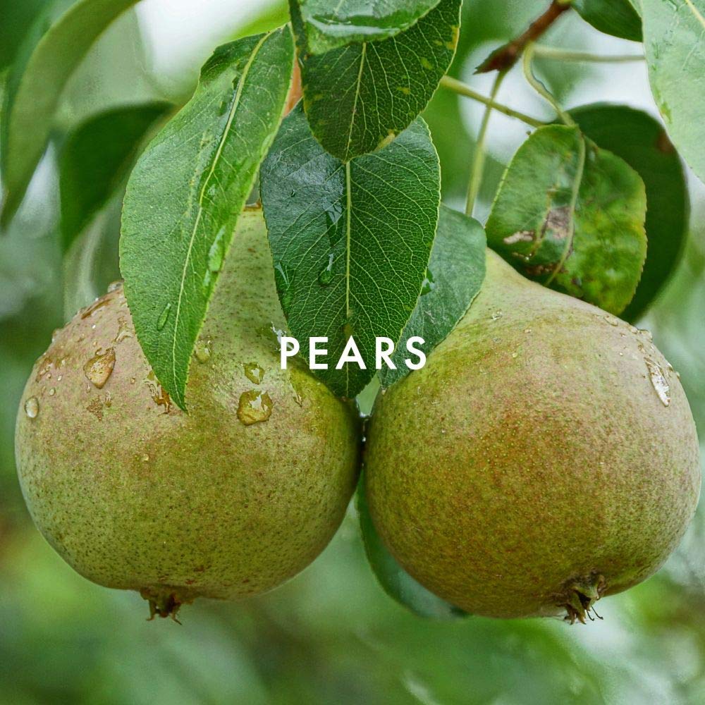 JEWEL by Alfred Sung Eau De Toilette Spray, Perfume for Women 3.4oz