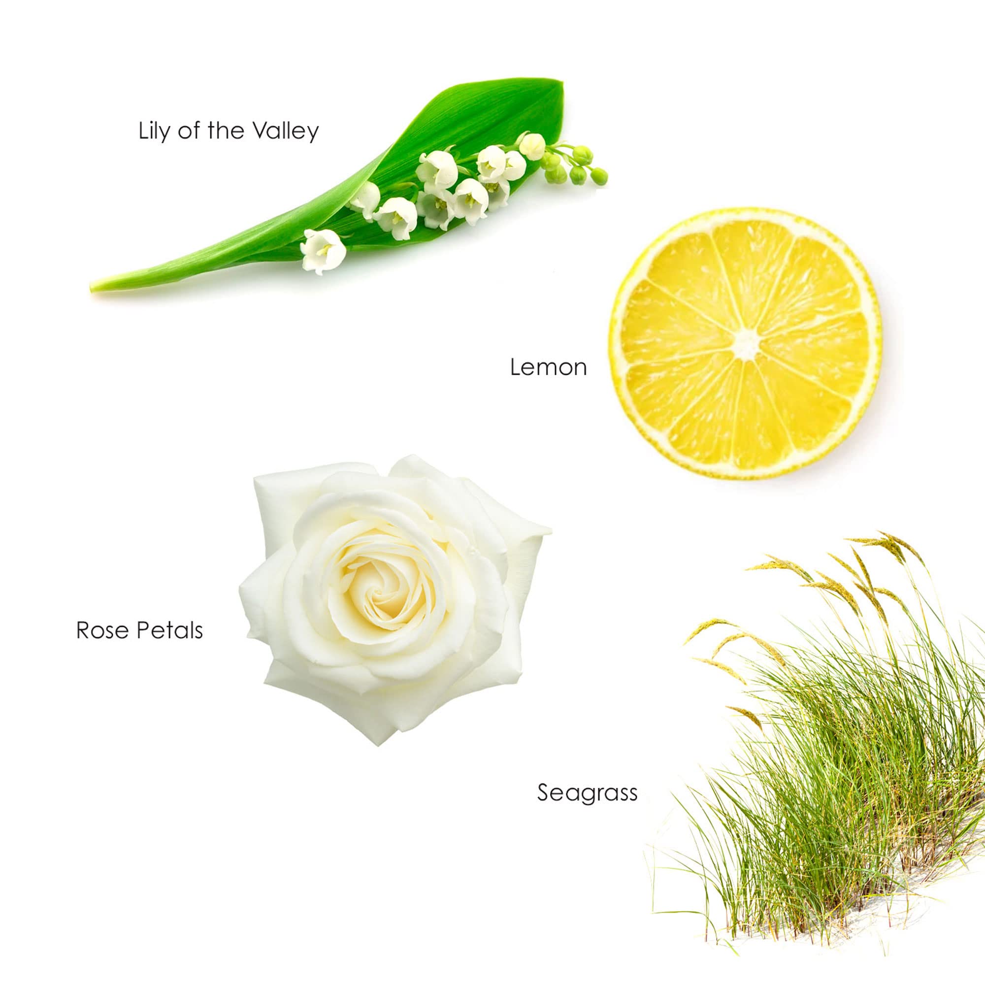 Gilchrist & Soames English Spa Conditioner - 15.5oz - Citrus and Herbal Notes, All Hair Types, Zero Parabens, Sulfates, and Phthalates