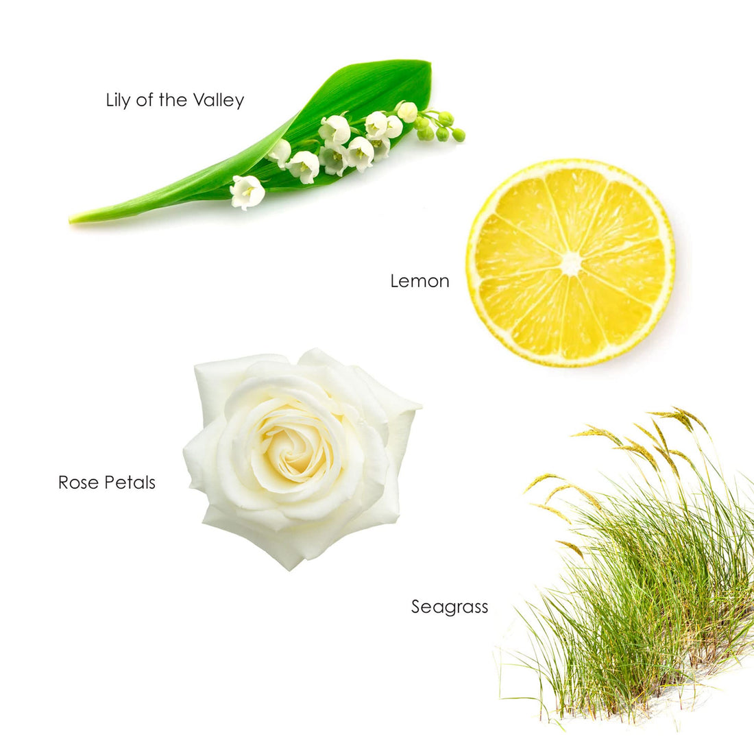 Gilchrist & Soames English Spa Conditioner - 15.5oz - Citrus and Herbal Notes, All Hair Types, Zero Parabens, Sulfates, and Phthalates