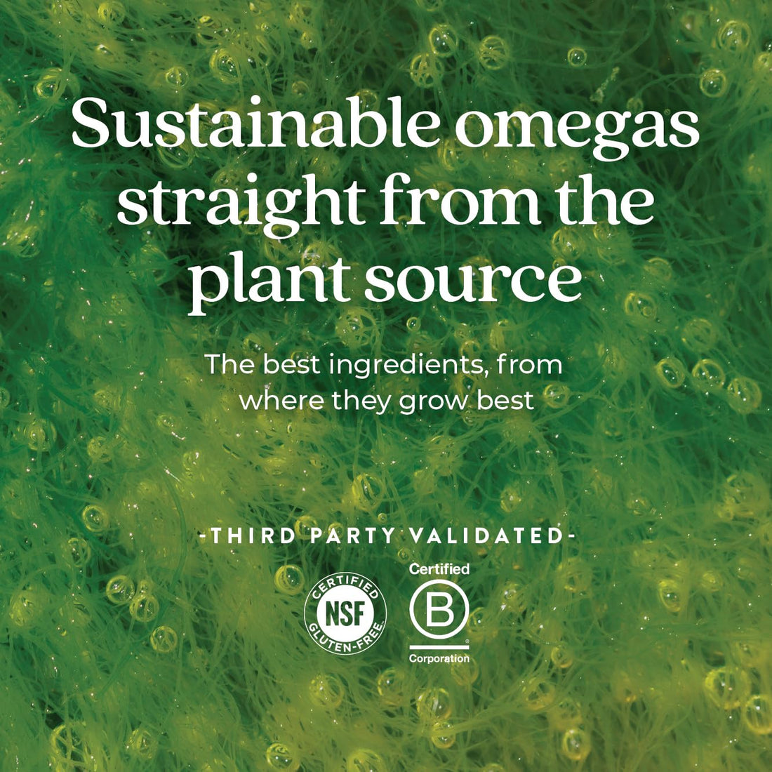 New Chapter Vegan DHA, EPA, and DPA Supplement- Vegan Omega-3 Complex for Heart, Brain, Eye & Joint Support - 30 Softgels