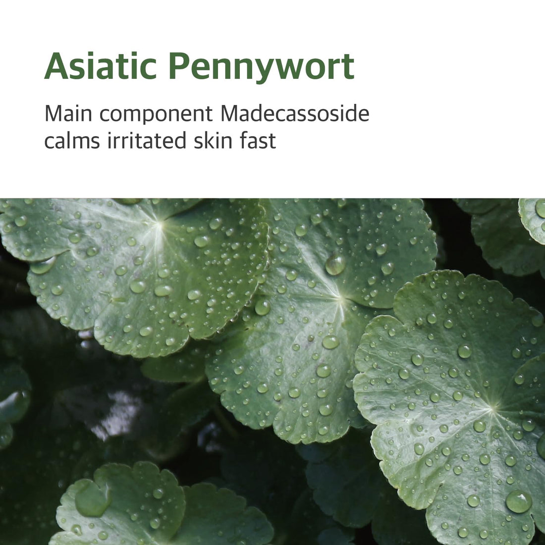 ROUND LAB Mugwort Calming Toner 300ml / Madecassoside, Soothing, Water Type Toner