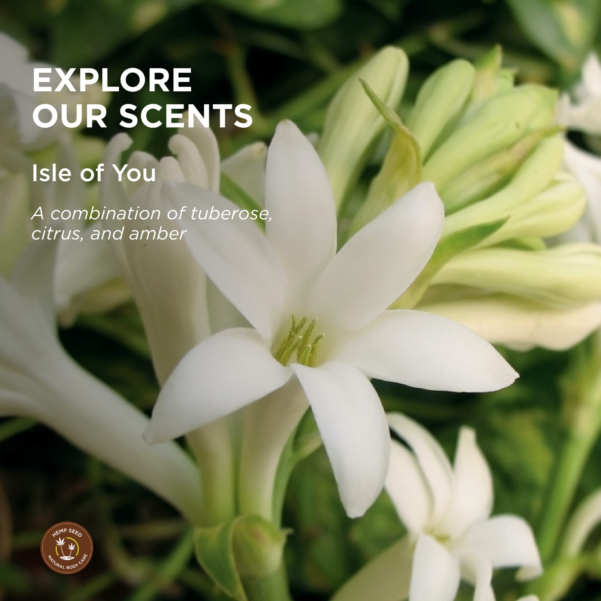 Earthly Body Massage Lotion - 8 oz Isle of You