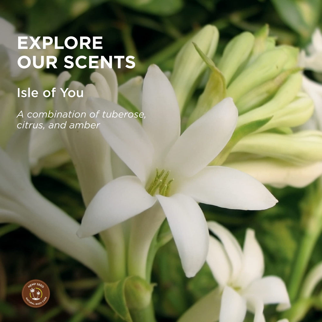 Earthly Body Massage Lotion - 8 oz Isle of You