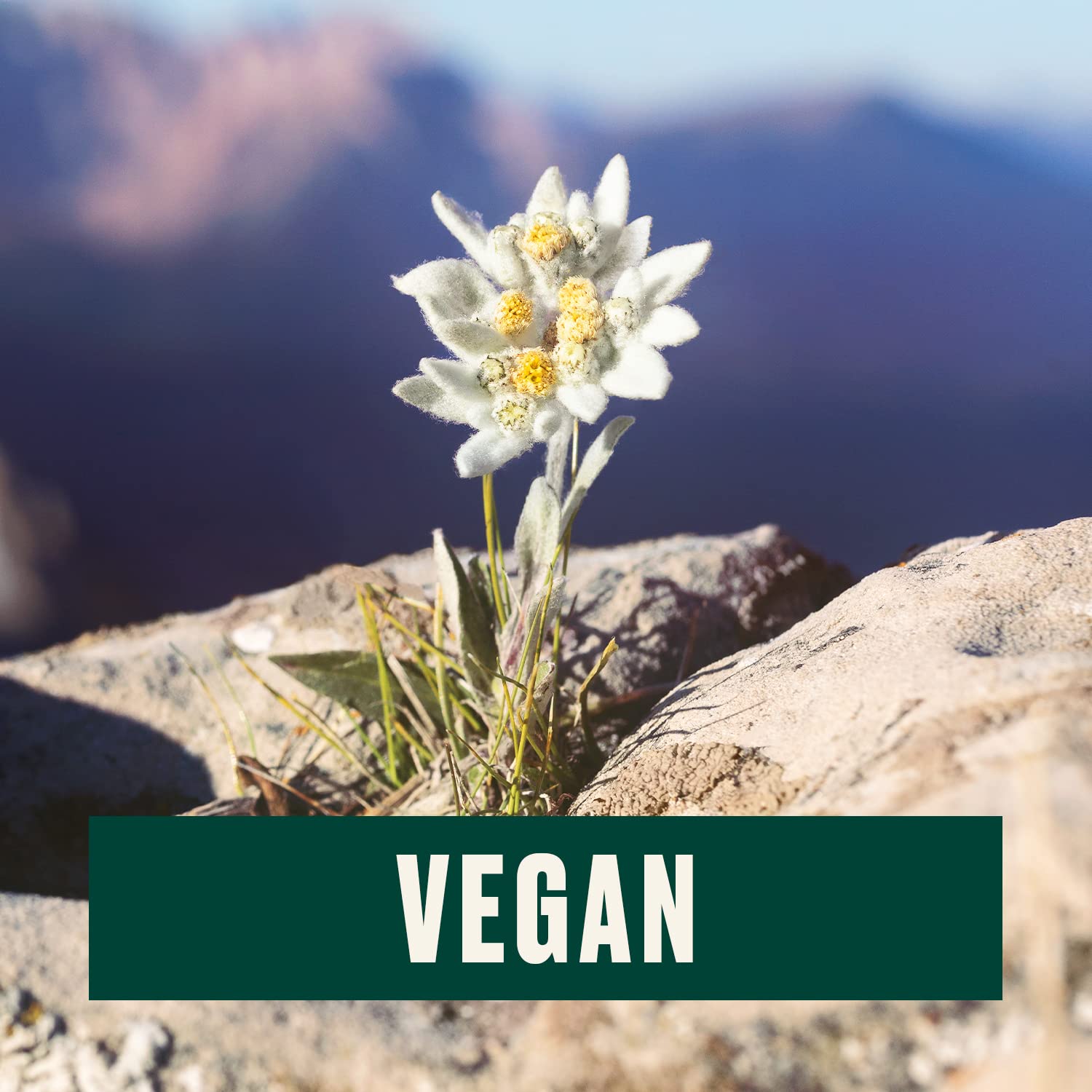 The Body Shop Edelweiss Eye Concentrate – Smooths Under Eye Area – Vegan – 10ml