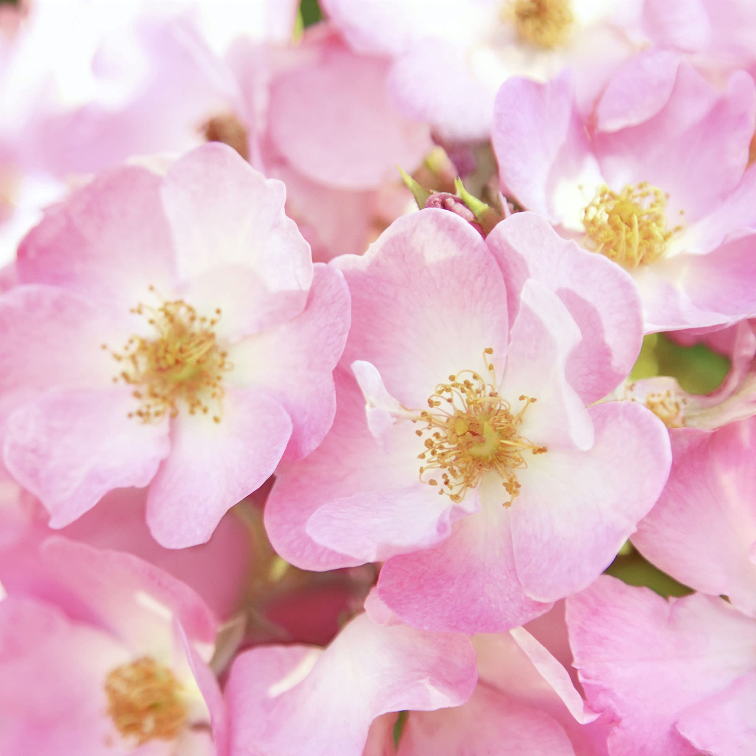 Weleda Skin Pampering 2-Piece Set: Wild Rose Deodorant and Body Oil