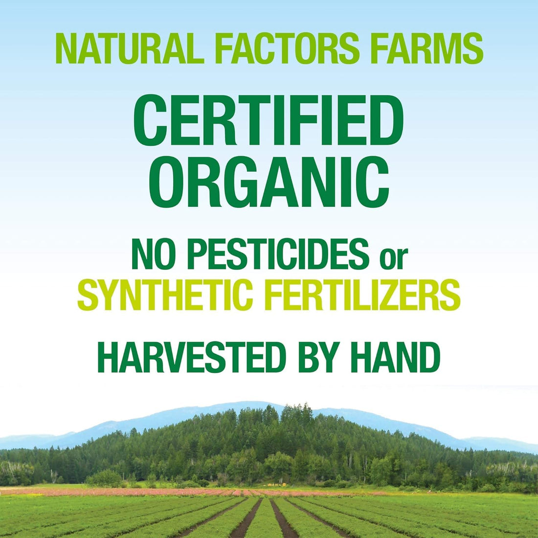 Whole Earth & Sea from Natural Factors, Bone Structure Multivitamin & Mineral, Whole Food Supplement, Vegan and Gluten Free, 60 Tablets (30 Servings)