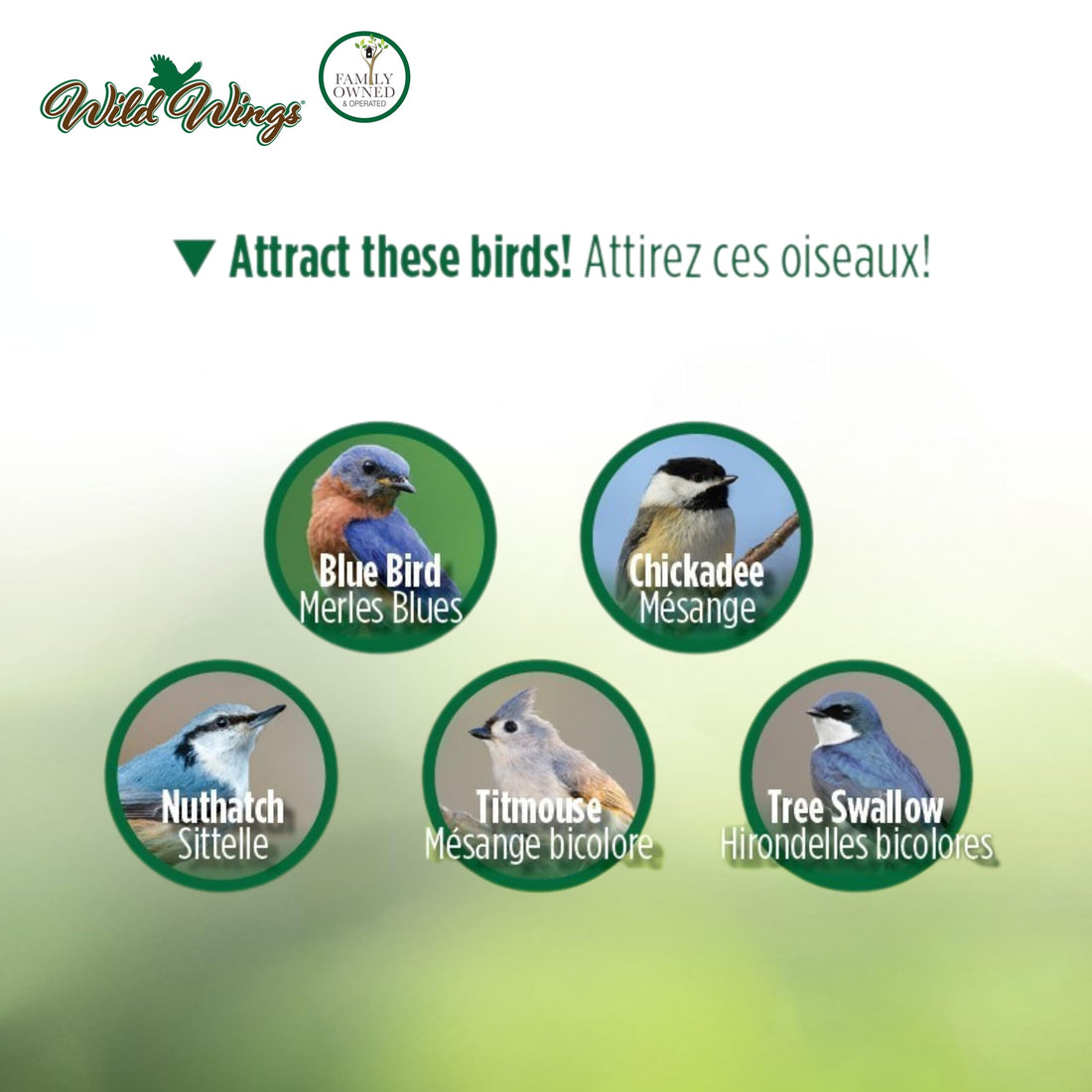 Wild Wings Decorative Bluebird House Olive Blossoms, Green