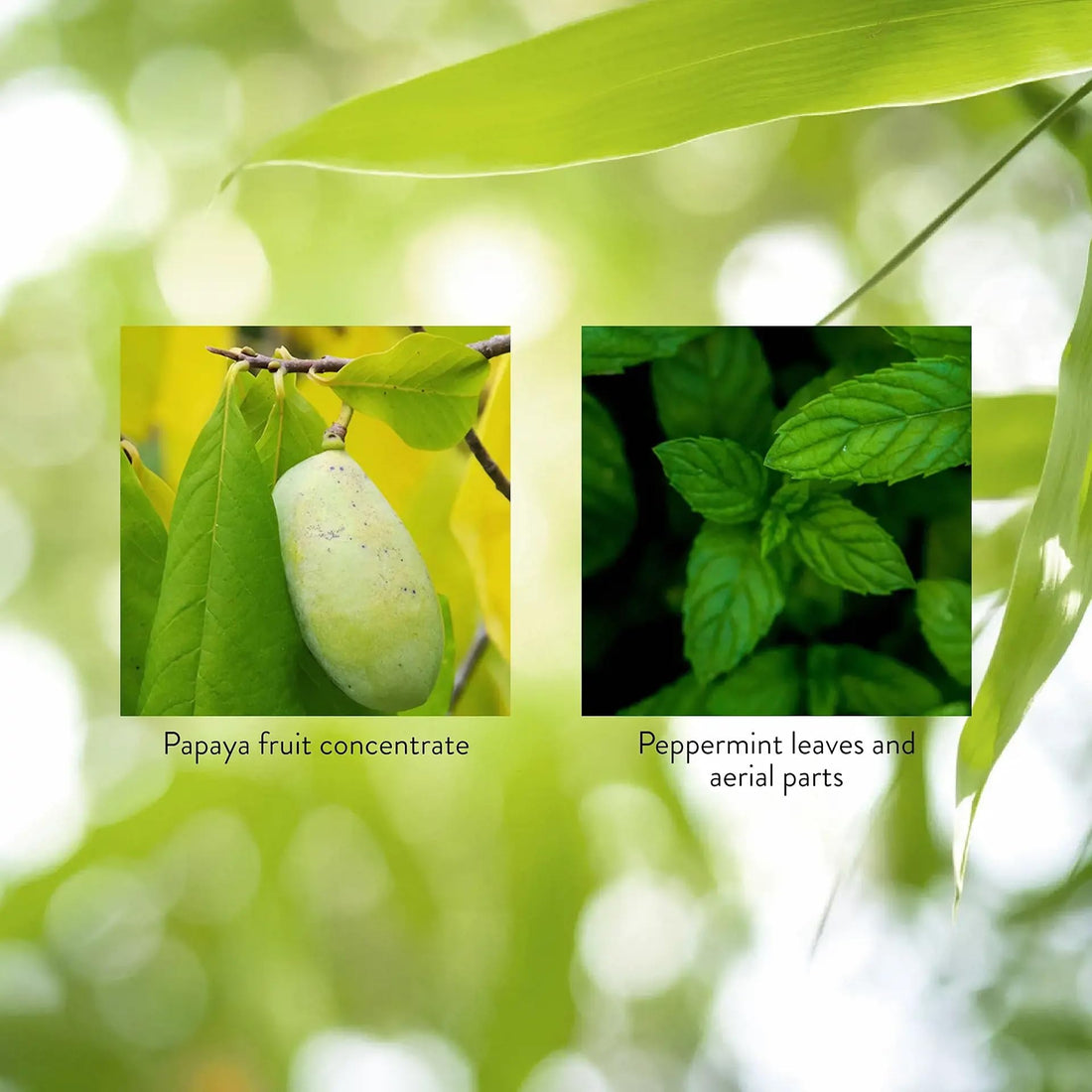 Nature's Sunshine Papaya Mint, 70 Chewable Tablets | Natural Mints with Powerful Papain Helps Digest Protein and Provides Digestion Relief