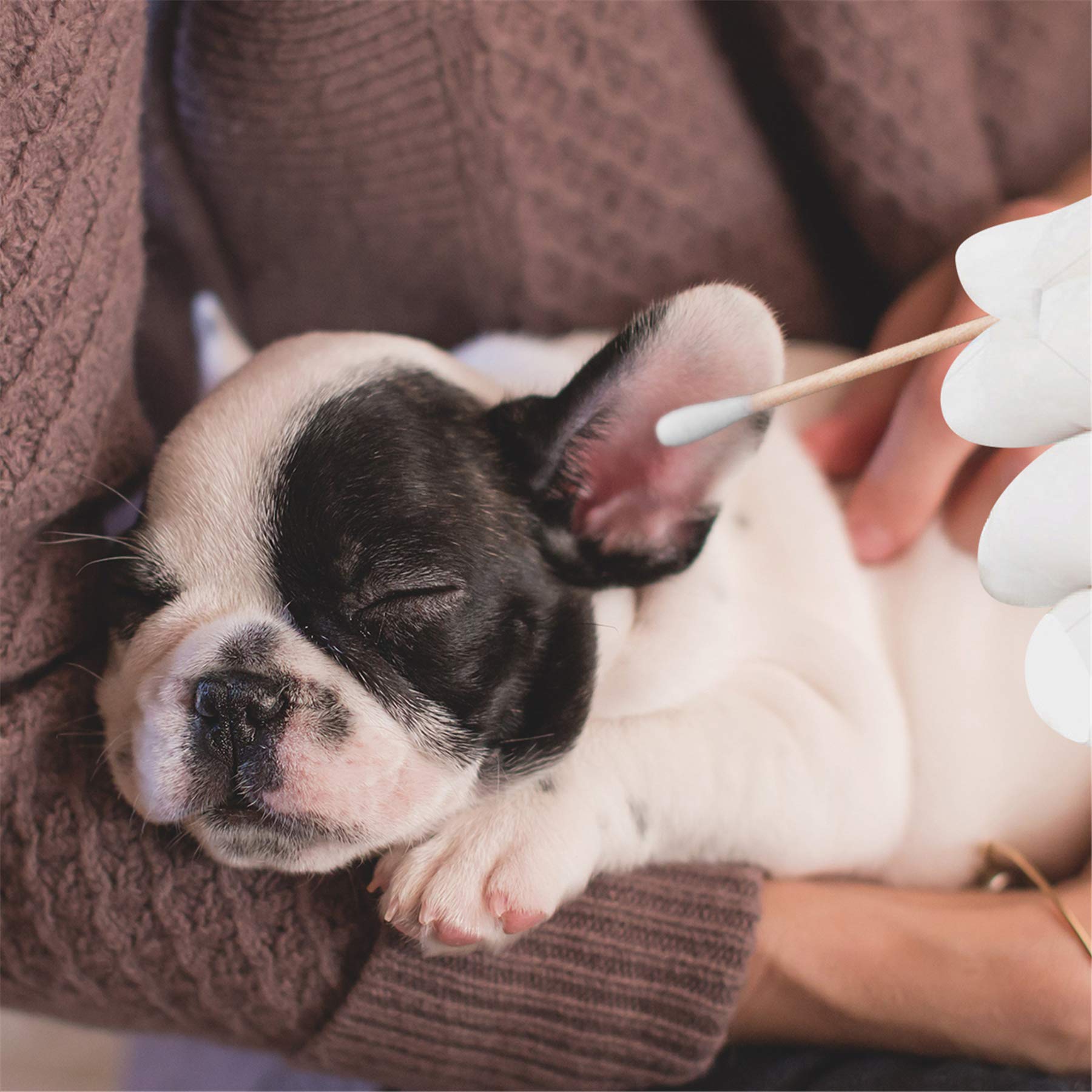 tifanso Cotton Swabs for Ears with Long Wooden Sticks 100 Count 6 Inches Cotton Tipped Swabs Wooden Cotton Swabs for Cleaning